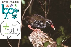 山階鳥類研究所連携　絶滅危惧種ヤンバルクイナの未来【あだち100年大学】