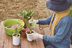 観葉植物を楽しむ　初心者のための寄せ植え講座